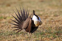 Gunnison Sage-Grouse